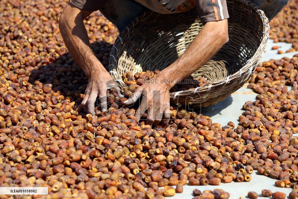 EGYPT-GIZA-DATE HARVEST
