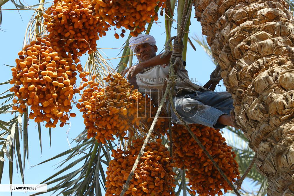 EGYPT-GIZA-DATE HARVEST