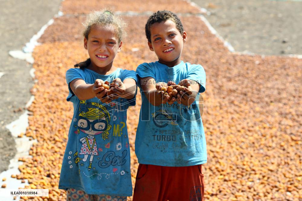 EGYPT-GIZA-DATE HARVEST