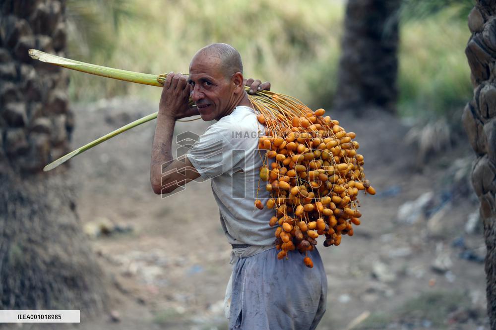 EGYPT-GIZA-DATE HARVEST