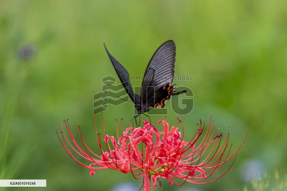 CHINA-NATURE-AUTUMN-SCENERY (CN)