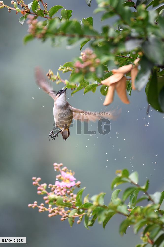 CHINA-NATURE-AUTUMN-SCENERY (CN)