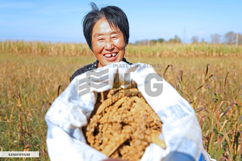 CHINA-LIAONING-KANGPING-HARVEST (CN)