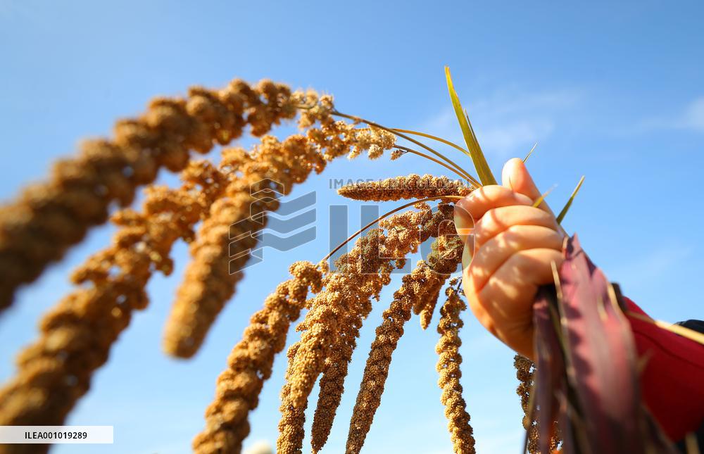CHINA-LIAONING-KANGPING-HARVEST (CN)