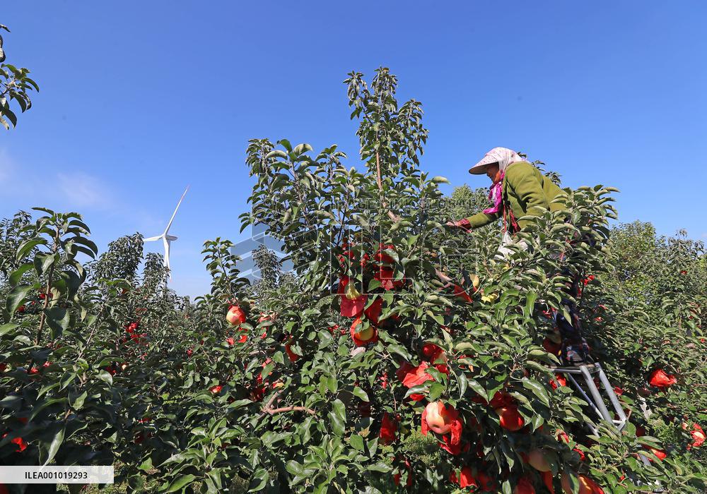 CHINA-LIAONING-KANGPING-HARVEST (CN)