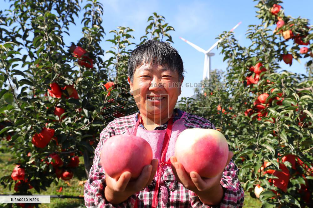 CHINA-LIAONING-KANGPING-HARVEST (CN)
