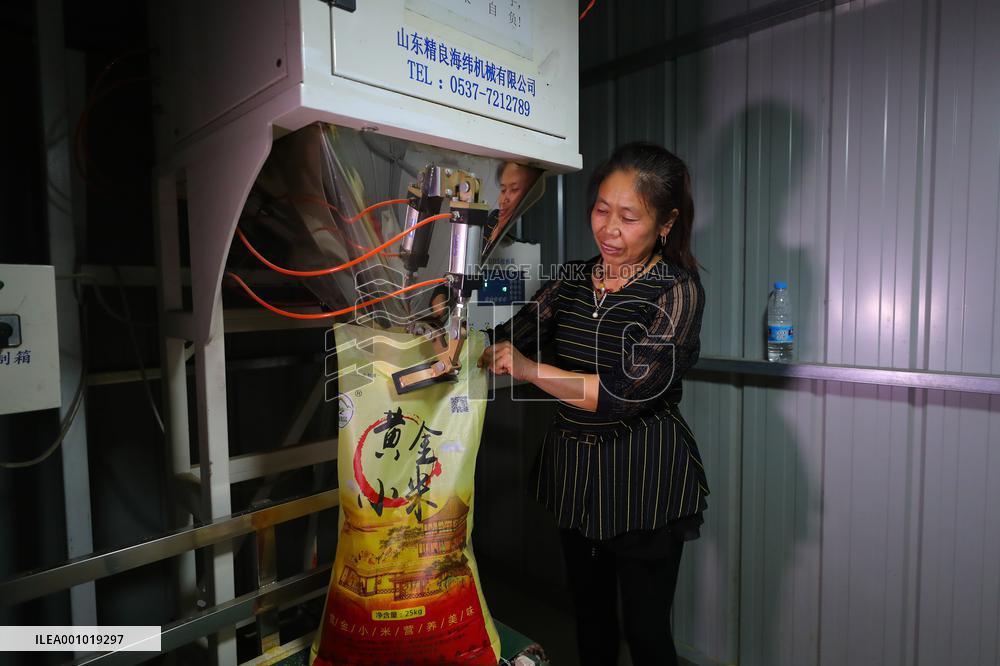 CHINA-LIAONING-KANGPING-HARVEST (CN)