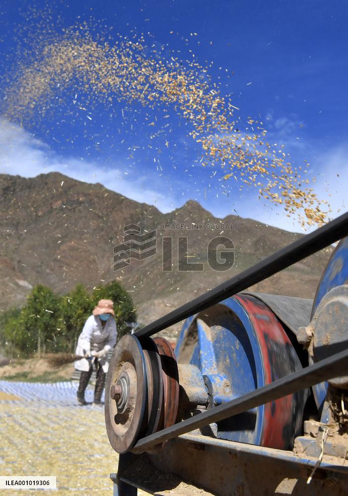 CHINA-TIBET-LHASA-HIGHLAND BARLEY-HARVEST (CN)