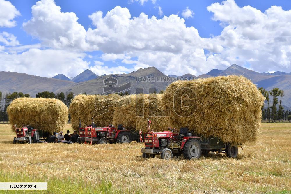 CHINA-TIBET-LHASA-HIGHLAND BARLEY-HARVEST (CN)