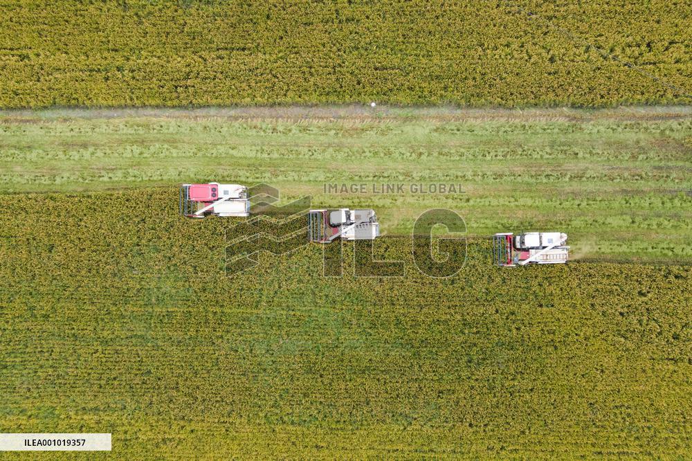 CHINA-SICHUAN-RICE-HARVEST (CN)
