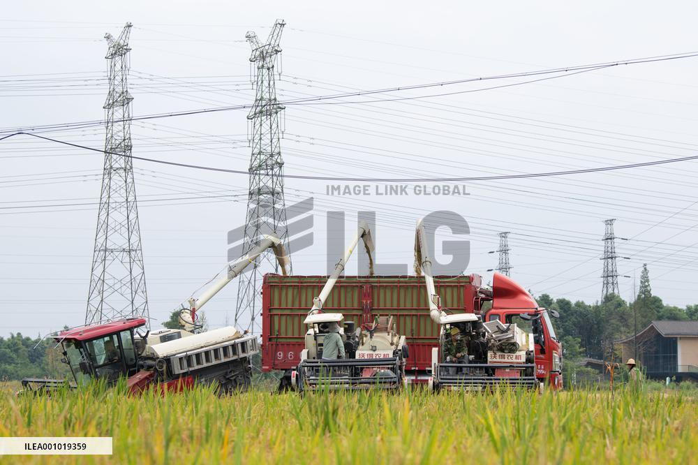 CHINA-SICHUAN-RICE-HARVEST (CN)