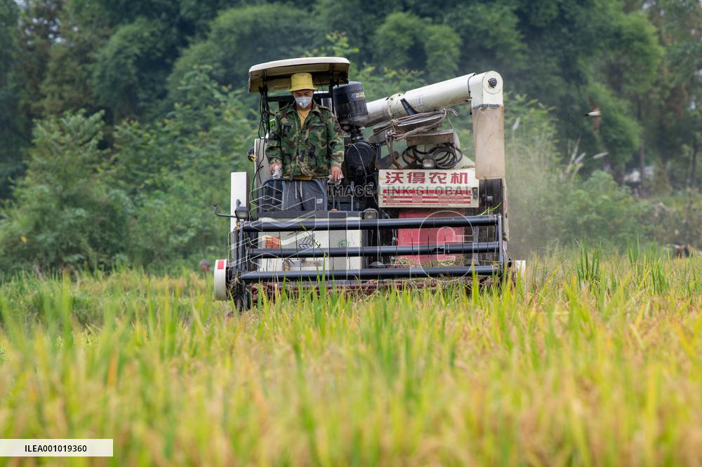 CHINA-SICHUAN-RICE-HARVEST (CN)
