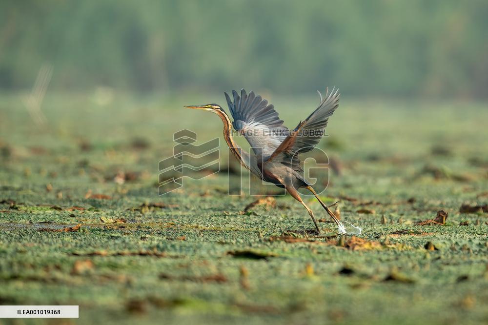 CHINA-HEBEI-BAIYANGDIAN-ECOLOGICAL ENVIRONMENT-BIRDS (CN)