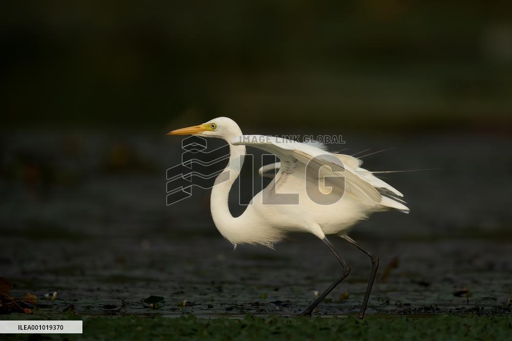 CHINA-HEBEI-BAIYANGDIAN-ECOLOGICAL ENVIRONMENT-BIRDS (CN)