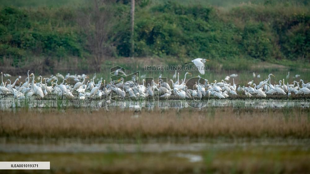 CHINA-HEBEI-BAIYANGDIAN-ECOLOGICAL ENVIRONMENT-BIRDS (CN)