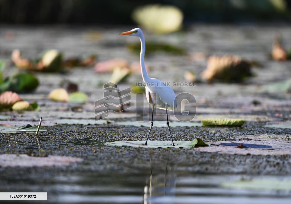 CHINA-HEBEI-BAIYANGDIAN-ECOLOGICAL ENVIRONMENT-BIRDS (CN)