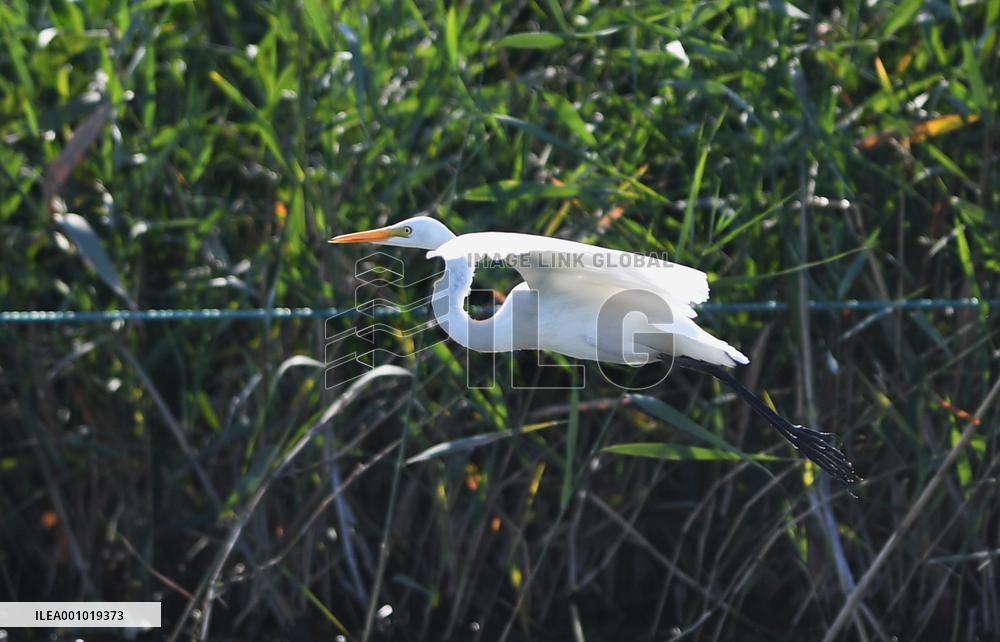 CHINA-HEBEI-BAIYANGDIAN-ECOLOGICAL ENVIRONMENT-BIRDS (CN)