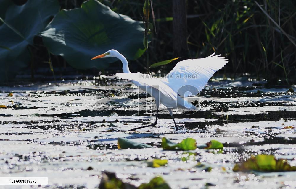 CHINA-HEBEI-BAIYANGDIAN-ECOLOGICAL ENVIRONMENT-BIRDS (CN)