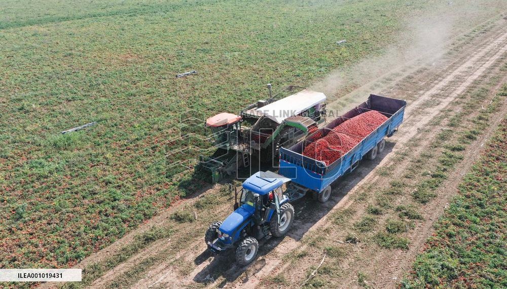 CHINA-XINJIANG-CHANGJI-TOMATO HARVEST(CN)