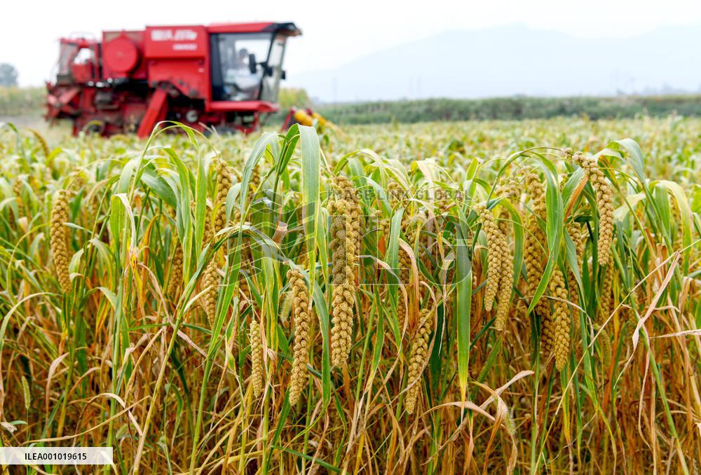 #CHINA-CHINESE FARMERS' HARVEST FESTIVAL-AUTUMN EQUINOX (CN)