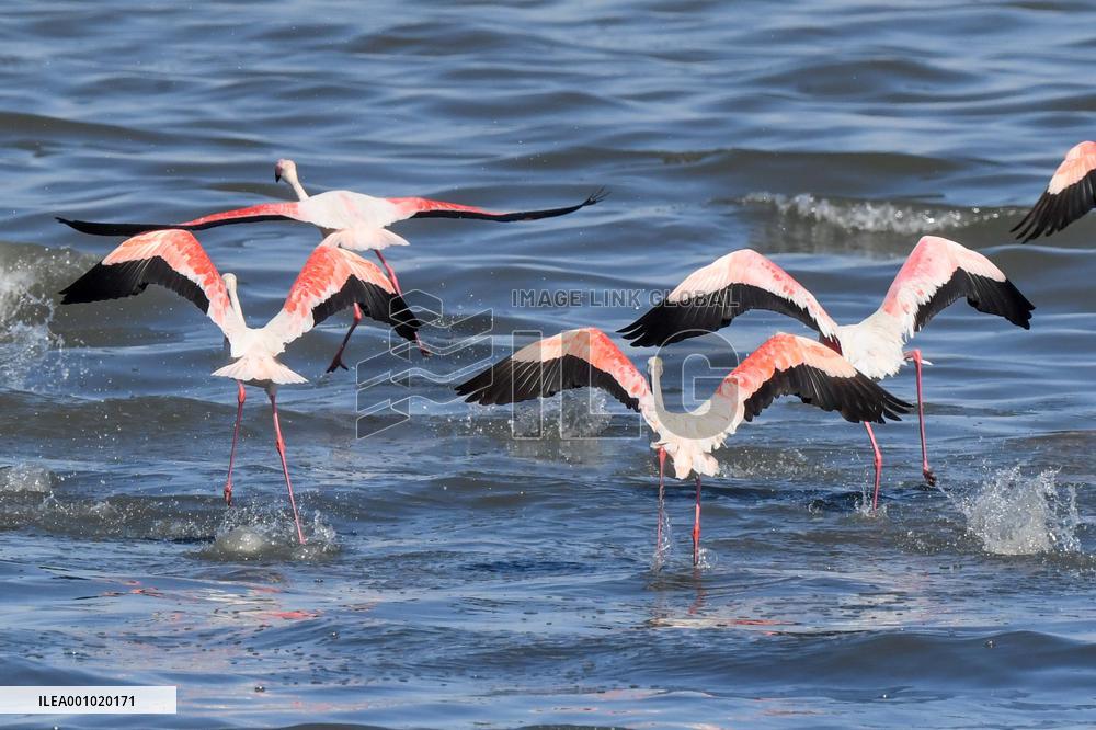 KUWAIT-CAPITAL GOVERNORATE-NATURE-FLAMINGOS