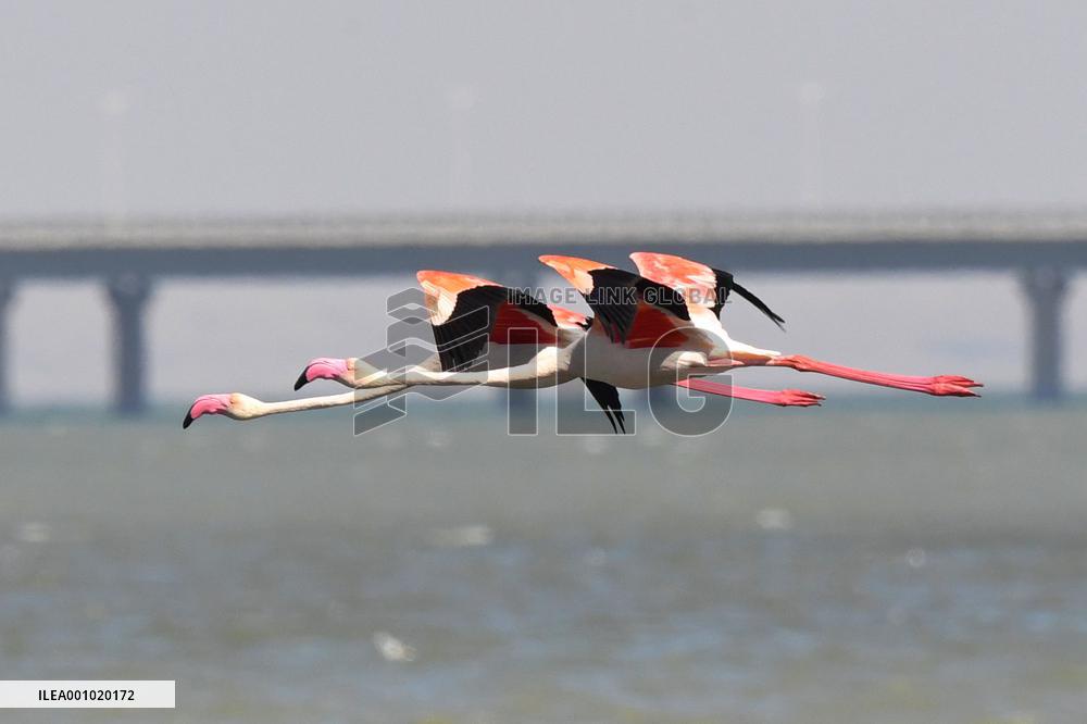 KUWAIT-CAPITAL GOVERNORATE-NATURE-FLAMINGOS