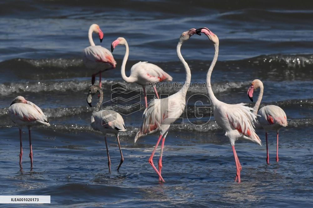 KUWAIT-CAPITAL GOVERNORATE-NATURE-FLAMINGOS