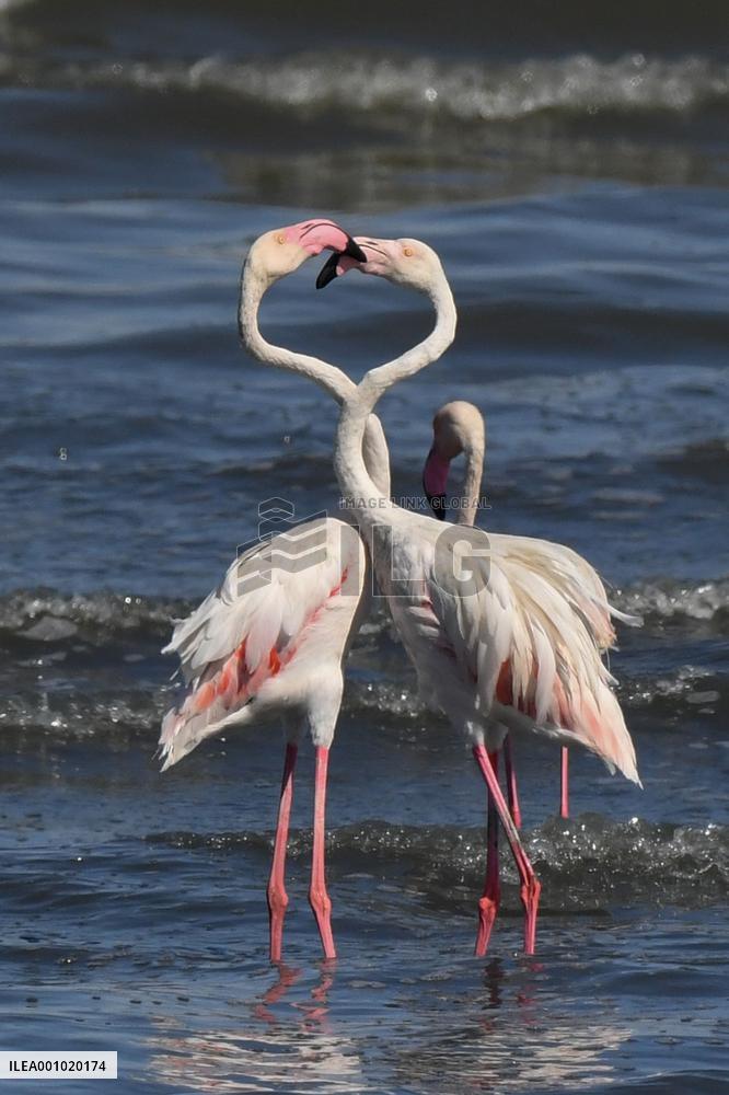 KUWAIT-CAPITAL GOVERNORATE-NATURE-FLAMINGOS