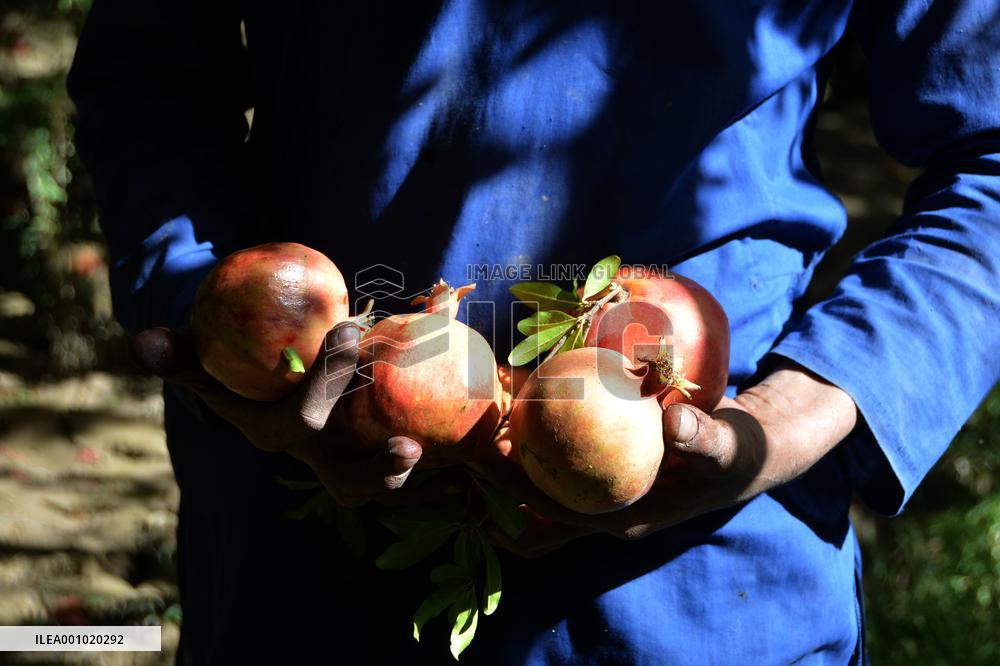 AFGHANISTAN-KANDAHAR-HARVEST-POMEGRANATES