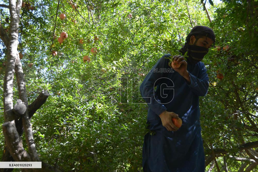 AFGHANISTAN-KANDAHAR-HARVEST-POMEGRANATES