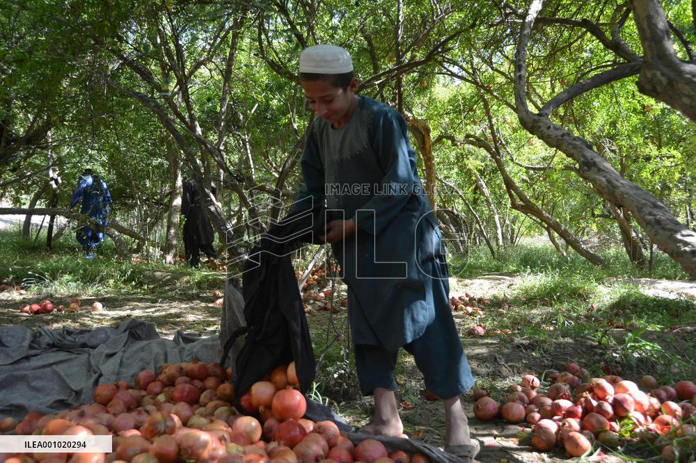 AFGHANISTAN-KANDAHAR-HARVEST-POMEGRANATES