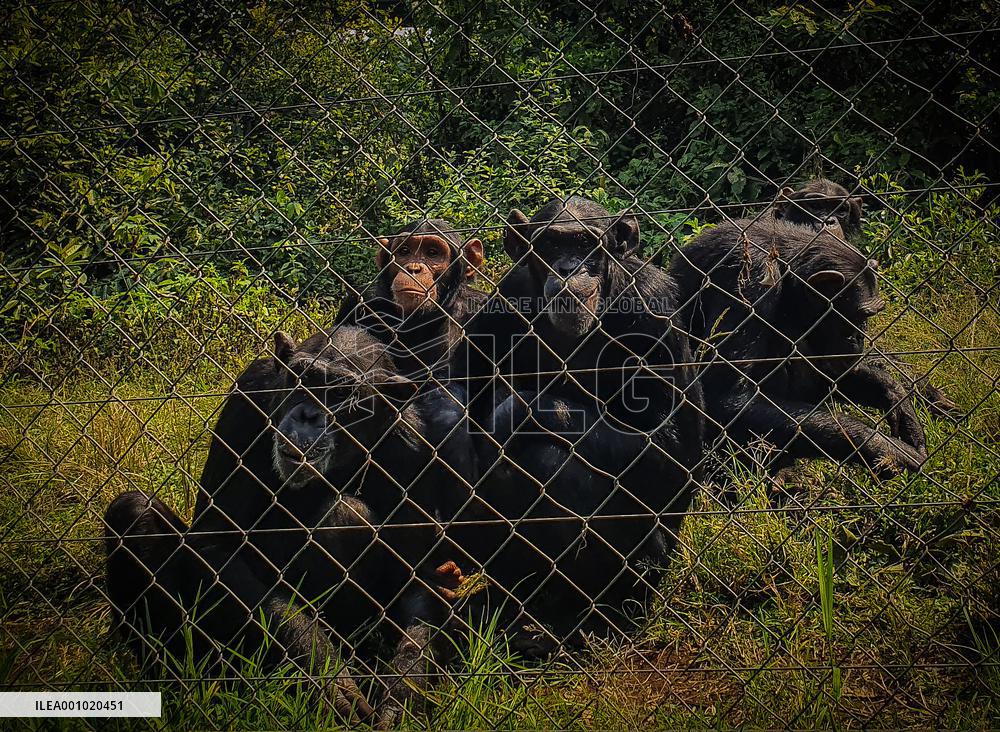 DR CONGO-VIRUNGA NATIONAL PARK-GORILLA
