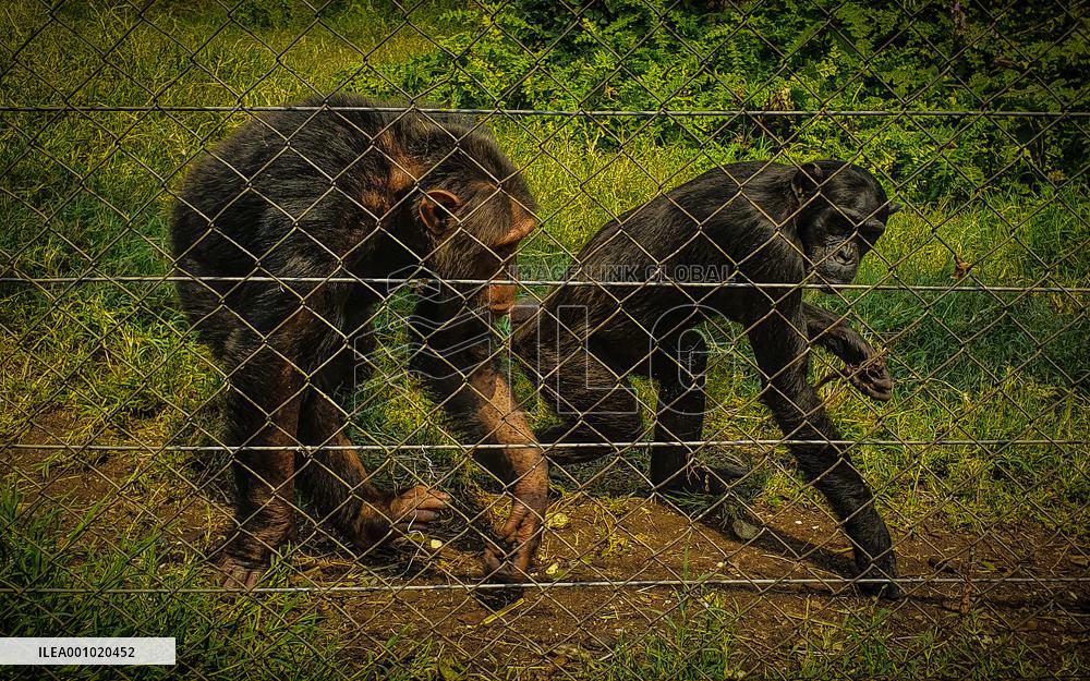 DR CONGO-VIRUNGA NATIONAL PARK-GORILLA