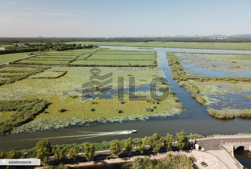 Xinhua Headlines: North China's largest freshwater lake reflects conservation benefits