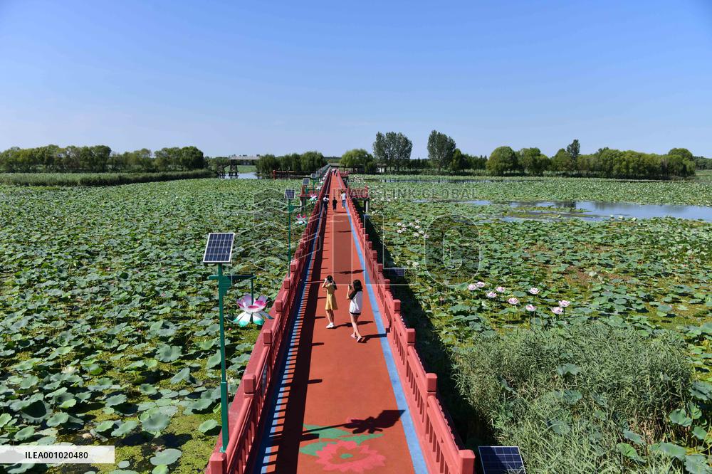 Xinhua Headlines: North China's largest freshwater lake reflects conservation benefits