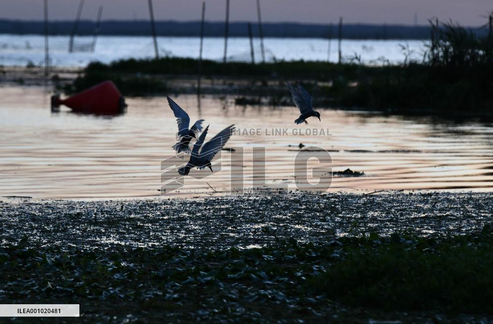 Xinhua Headlines: North China's largest freshwater lake reflects conservation benefits