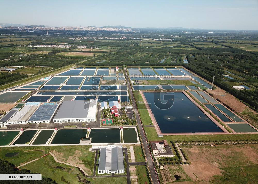 Xinhua Headlines: North China's largest freshwater lake reflects conservation benefits
