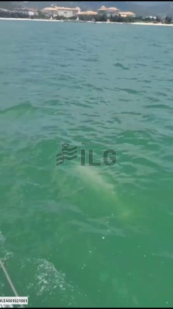Rare Chinese white dolphin spotted in China's Guangdong
