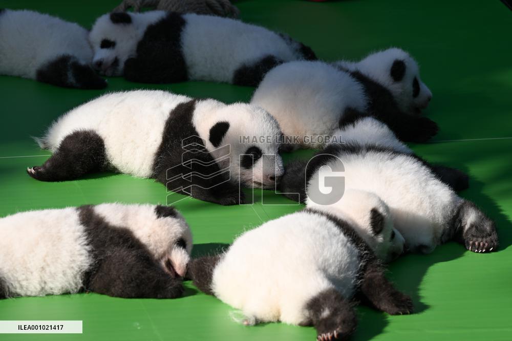 CHINA-SICHUAN-CHENGDU-GIANT PANDA CUBS (CN)
