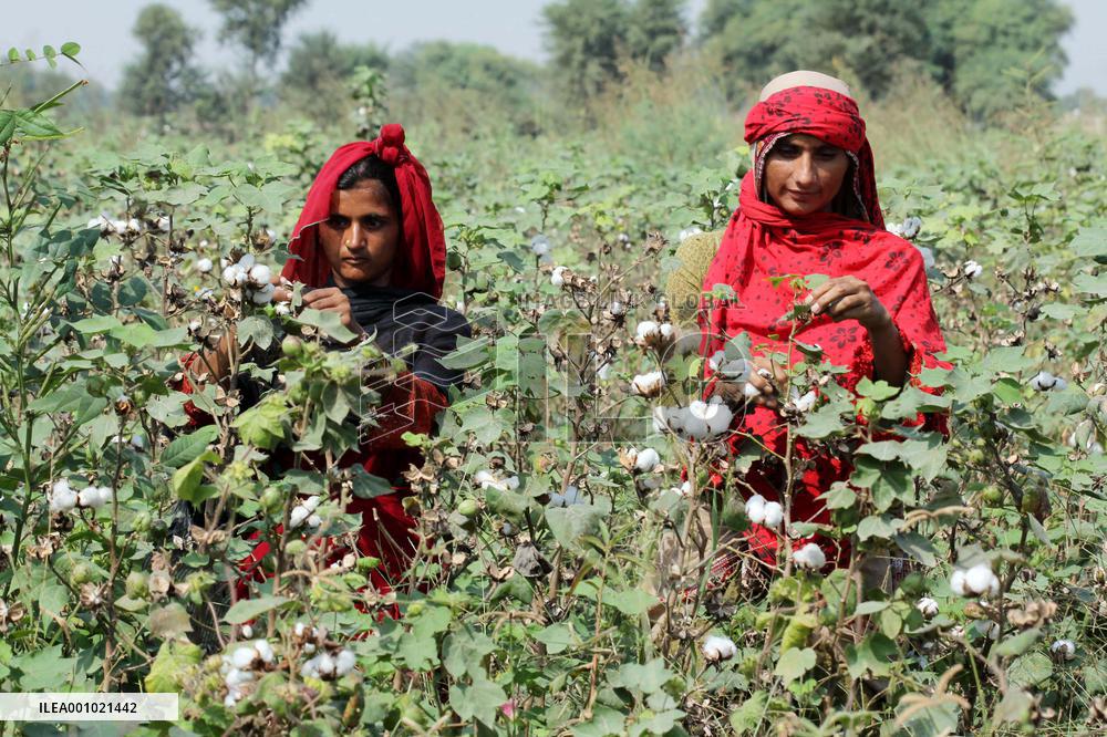 PAKISTAN-MULTAN-COTTON-HARVEST