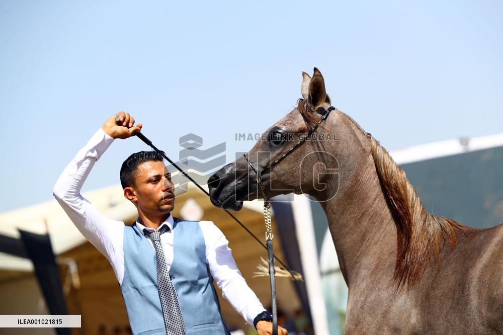 EGYPT-SHARQIA-ARABIAN HORSE FESTIVAL-BEAUTY CONTEST