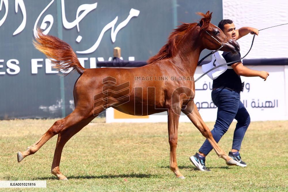 EGYPT-SHARQIA-ARABIAN HORSE FESTIVAL-BEAUTY CONTEST