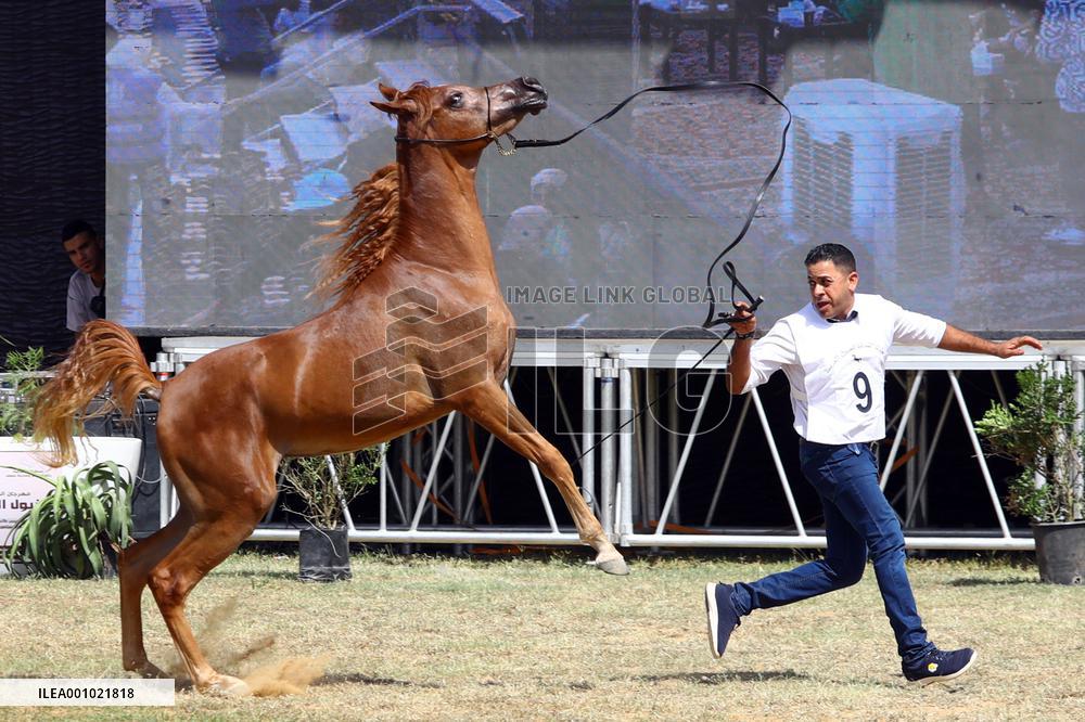 EGYPT-SHARQIA-ARABIAN HORSE FESTIVAL-BEAUTY CONTEST