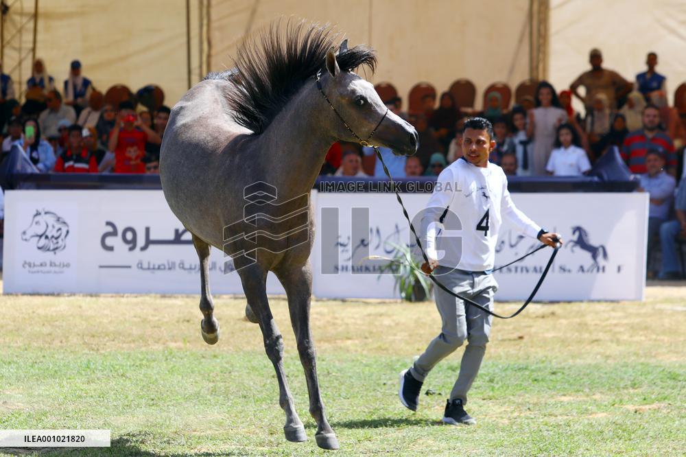 EGYPT-SHARQIA-ARABIAN HORSE FESTIVAL-BEAUTY CONTEST