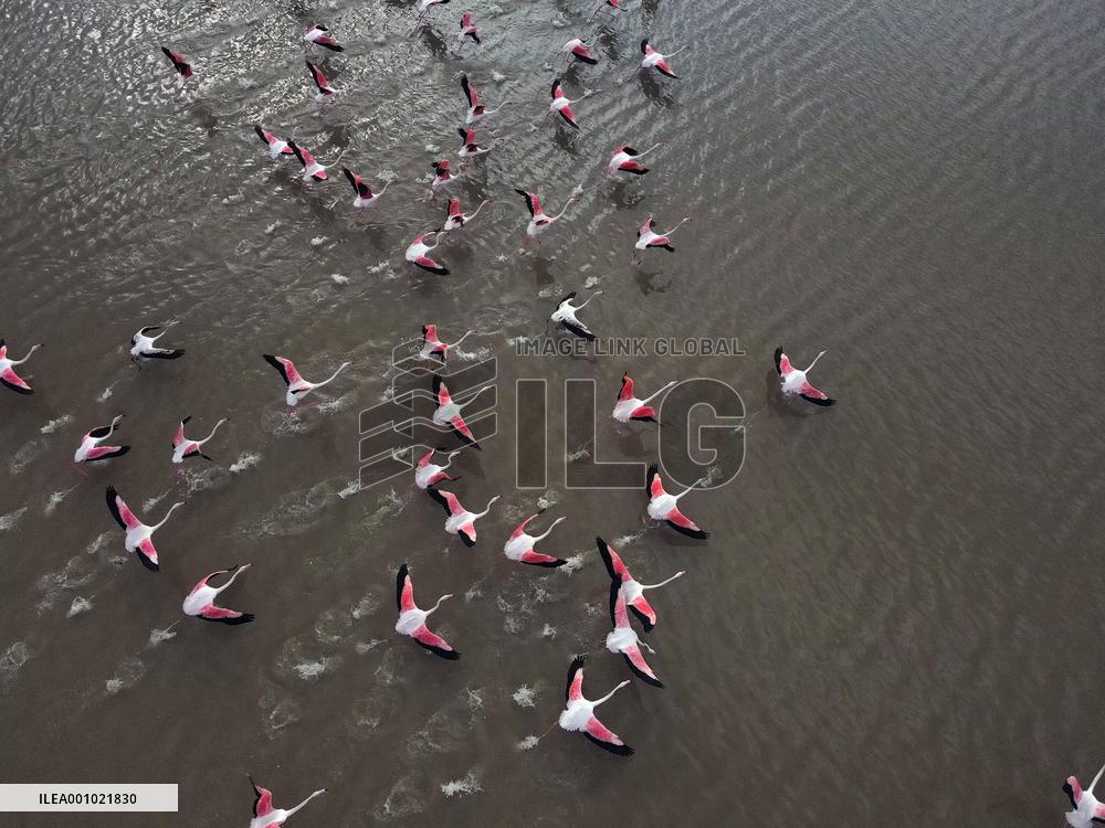 TÜRKIYE-ANKARA-FLAMINGOS