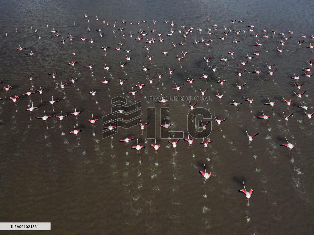 TÜRKIYE-ANKARA-FLAMINGOS