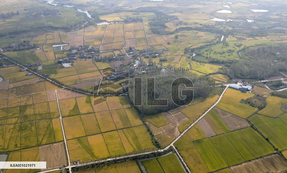 CHINA-ANHUI-HEFEI-PADDY-HARVEST (CN)