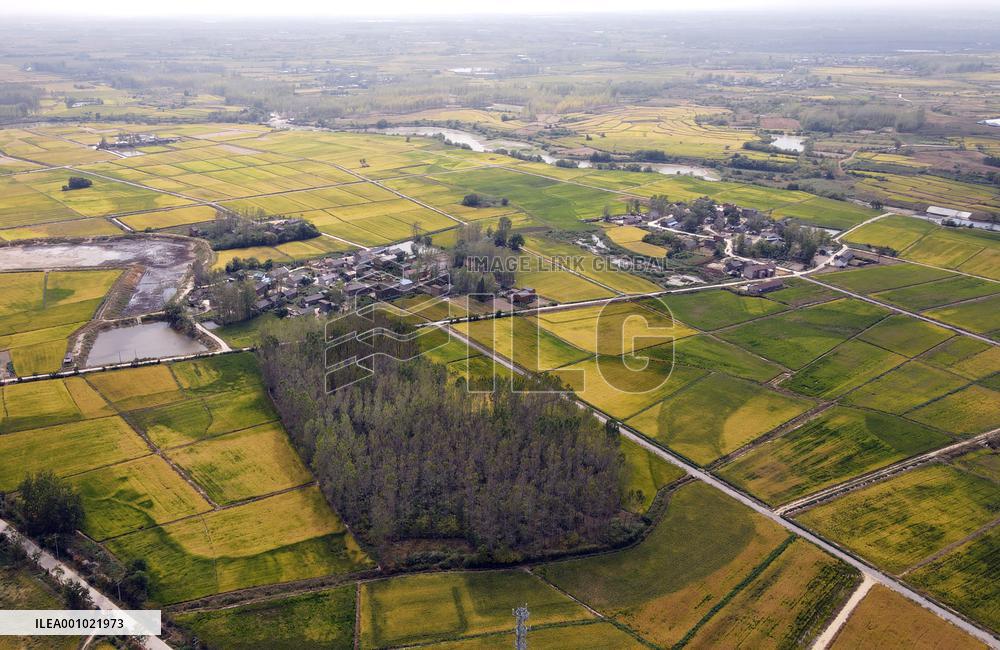 CHINA-ANHUI-HEFEI-PADDY-HARVEST (CN)