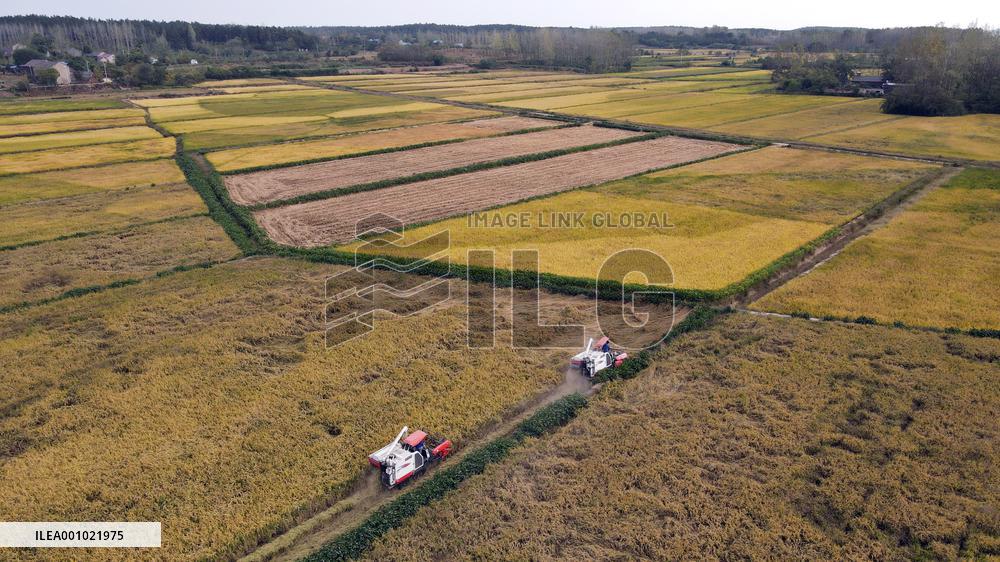 CHINA-ANHUI-HEFEI-PADDY-HARVEST (CN)