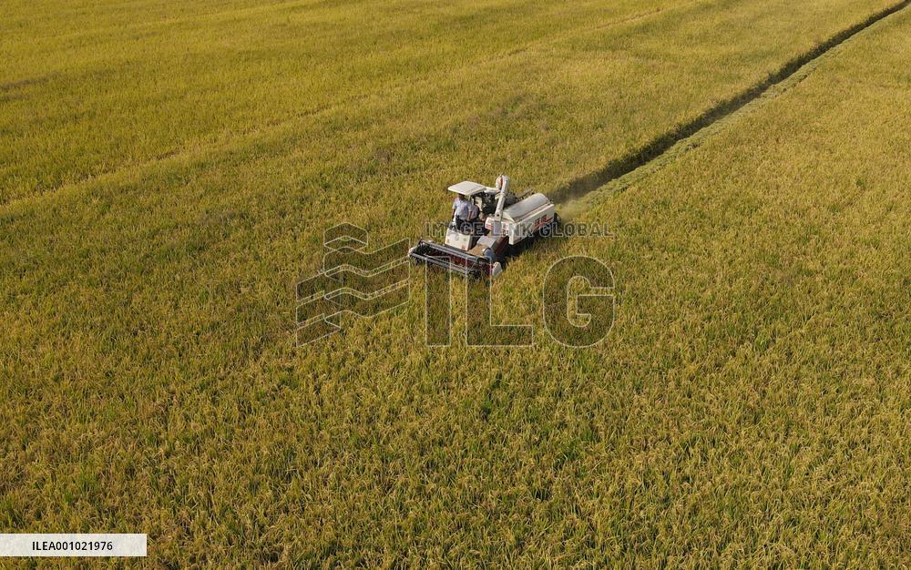 CHINA-ANHUI-HEFEI-PADDY-HARVEST (CN)